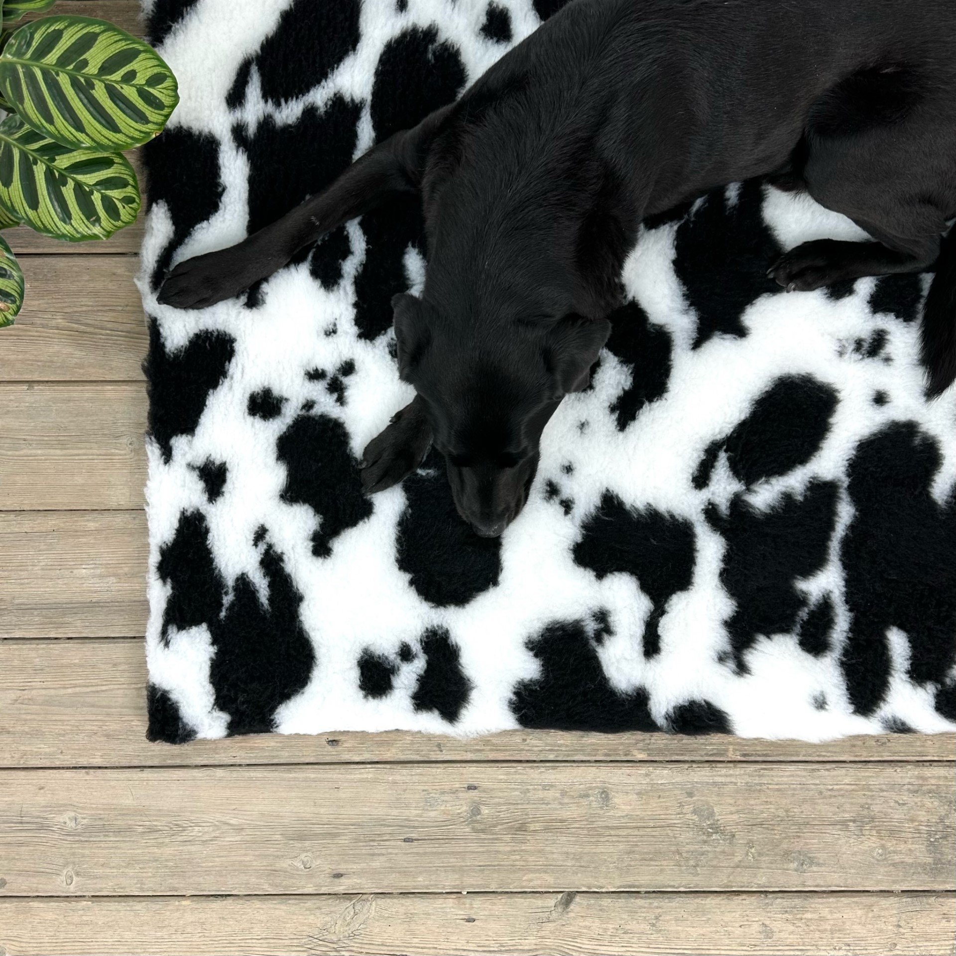 Cow Print Black White Vet Bedding  Non-Slip Whelping Fleece Dog Puppy Pro Bed Cut as Mats or Rolls.